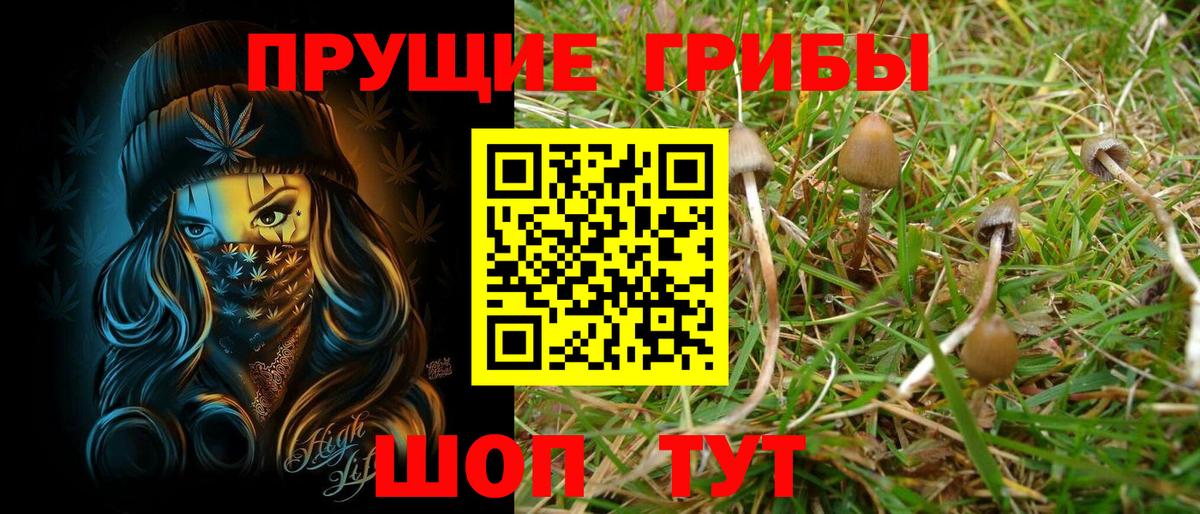 Галлюциногенные грибы Psilocybe Ноябрьск
